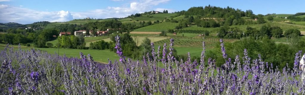 fioritura-lavanda-monferrato fioritura lavanda monferrato